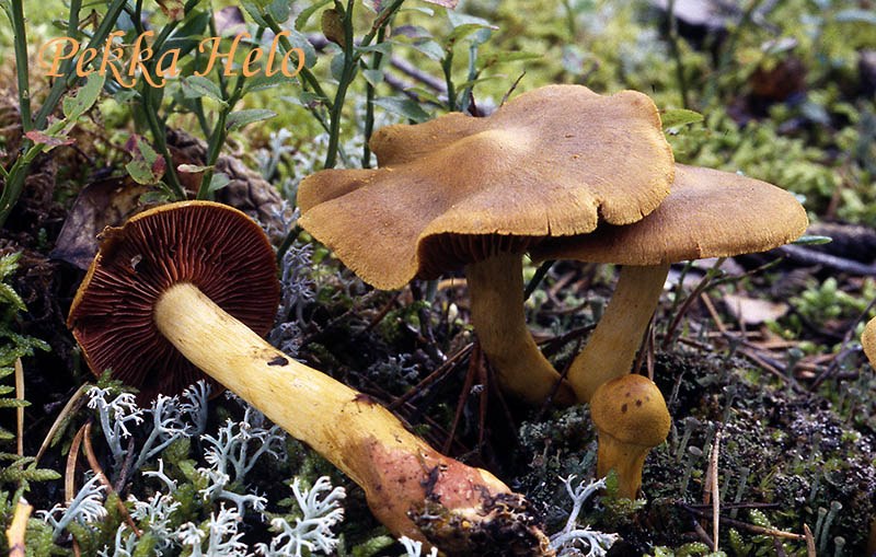 U uxlab yotganda uni eshakka sikishdi